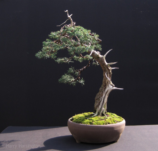 Chinese Juniper Bonsai